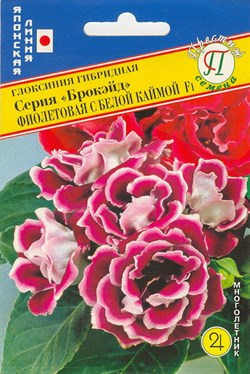 Глоксиния гибридная Брокэйд Фиолетовая с белой каймой F1 (Япония) 10 др. 1410530 - фото 4883