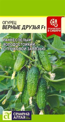 Огурец Верные друзья F1 (Семена Алтая) 5 шт. 1110378 - фото 5129