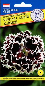 Гвоздика геддевига Черная с белой каймой  (Нидерланды) 15 шт. 1410521